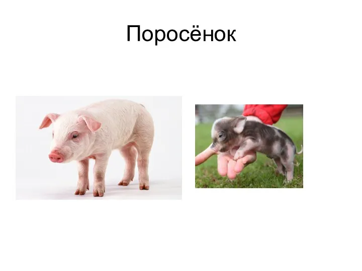 Поросёнок