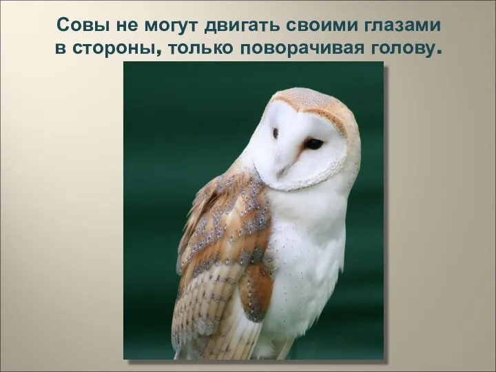 Совы не могут двигать своими глазами в стороны, только поворачивая голову.