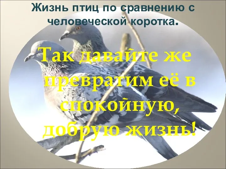 Так давайте же превратим её в спокойную, добрую жизнь! Жизнь птиц по сравнению с человеческой коротка.