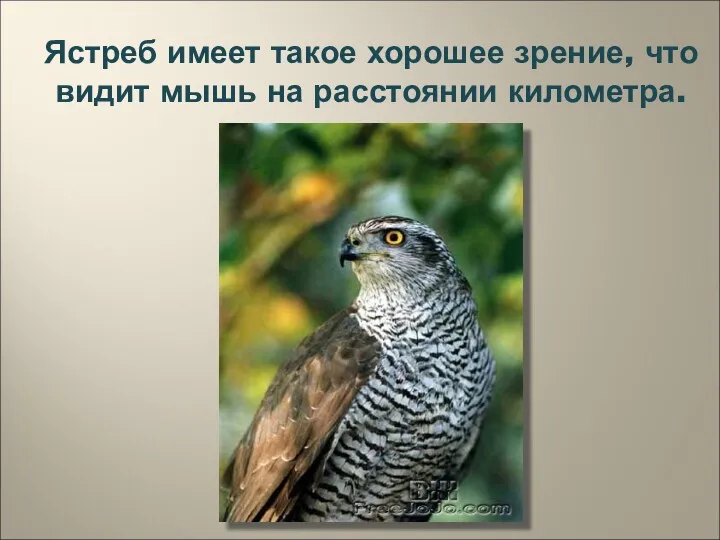 Ястреб имеет такое хорошее зрение, что видит мышь на расстоянии километра.