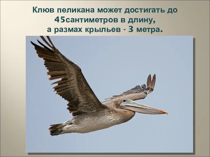 Клюв пеликана может достигать до 45сантиметров в длину, а размах крыльев - 3 метра.