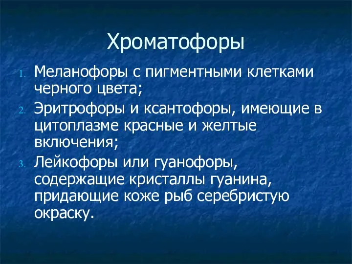 Хроматофоры Меланофоры с пигментными клетками черного цвета; Эритрофоры и ксантофоры,