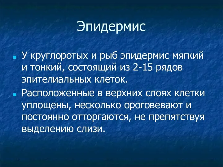 Эпидермис У круглоротых и рыб эпидермис мягкий и тонкий, состоящий