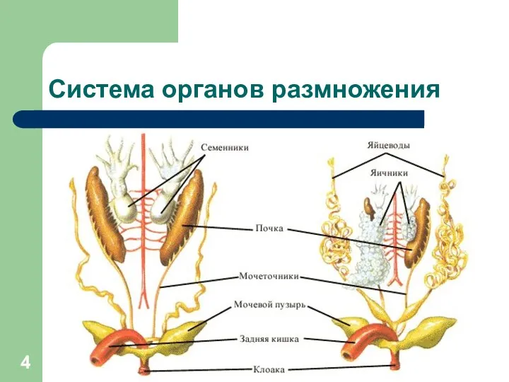 Система органов размножения