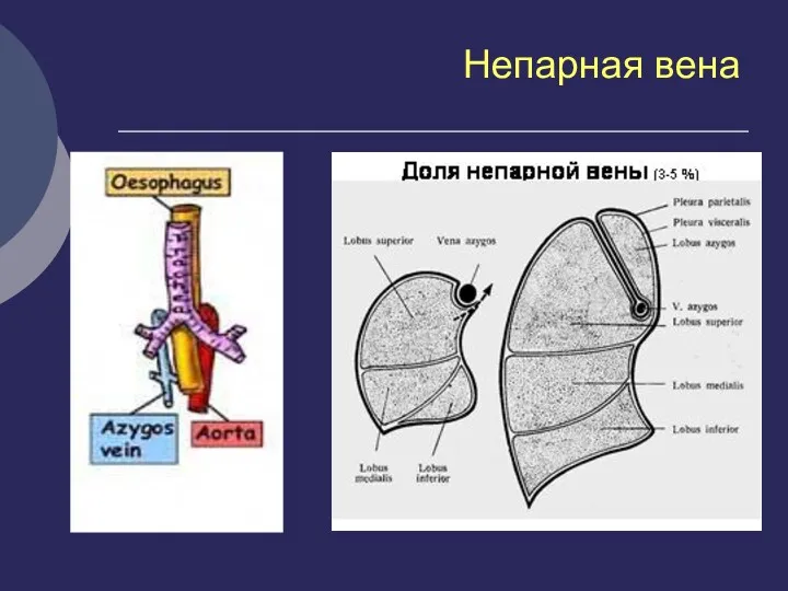 Непарная вена