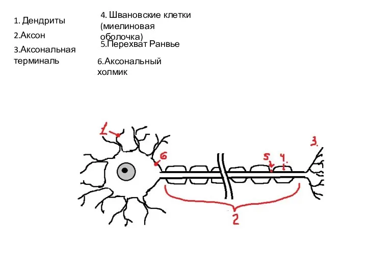 1. Дендриты 2.Аксон 3.Аксональная терминаль 4. Швановские клетки (миелиновая оболочка) 5.Перехват Ранвье 6.Аксональный холмик