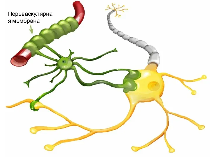 Переваскулярная мембрана