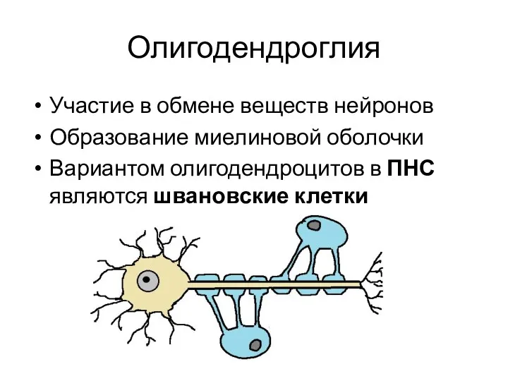 Олигодендроглия Участие в обмене веществ нейронов Образование миелиновой оболочки Вариантом олигодендроцитов в ПНС являются швановские клетки