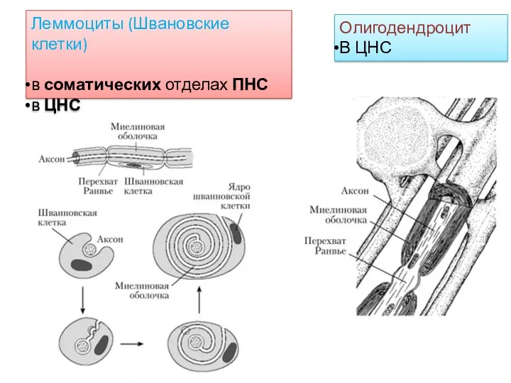 Леммоциты (Швановские клетки) в соматических отделах ПНС в ЦНС Олигодендроцит В ЦНС