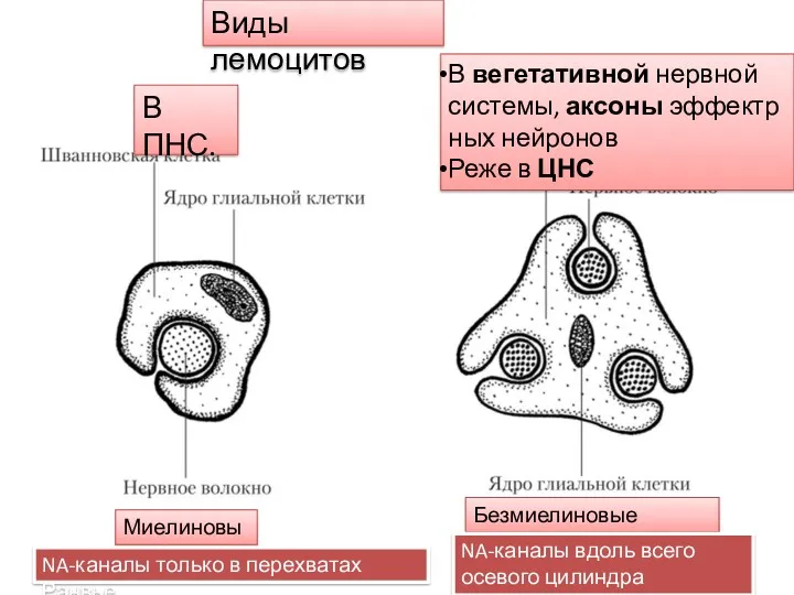 В ПНС. Виды лемоцитов В вегетативной нервной системы, аксоны эффектрных