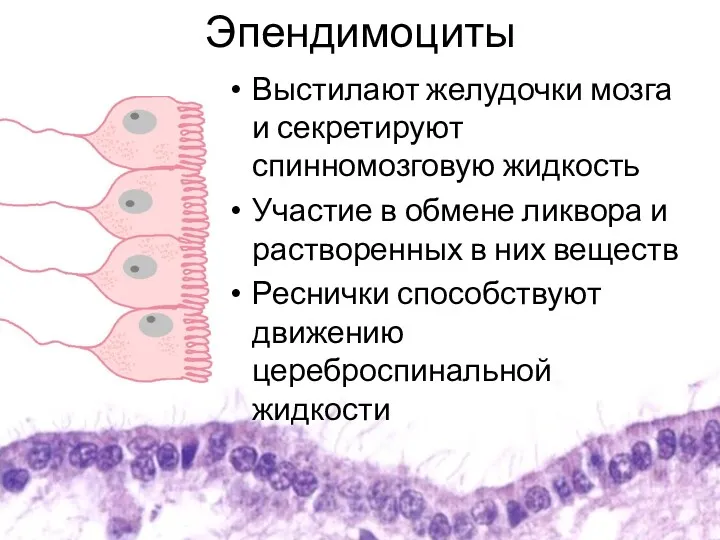 Эпендимоциты Выстилают желудочки мозга и секретируют спинномозговую жидкость Участие в