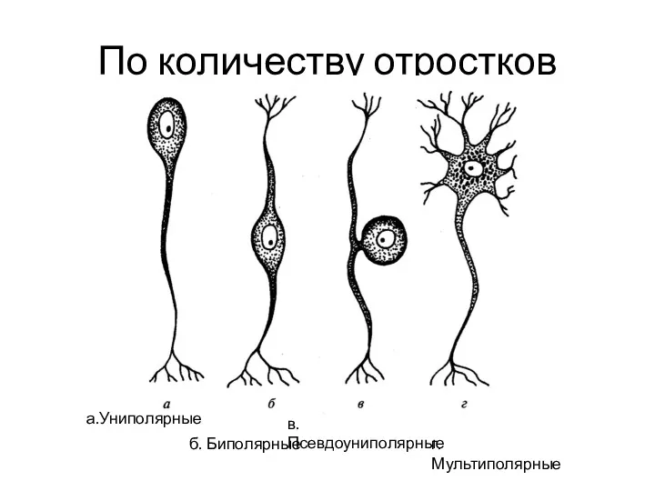 По количеству отростков а.Униполярные в.Псевдоуниполярные б. Биполярные г. Мультиполярные