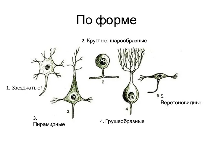 По форме 1. Звездчатые 2. Круглые, шарообразные 3. Пирамидные 4. Грушеобразные 5.Веретоновидные