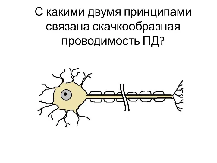 С какими двумя принципами связана скачкообразная проводимость ПД?