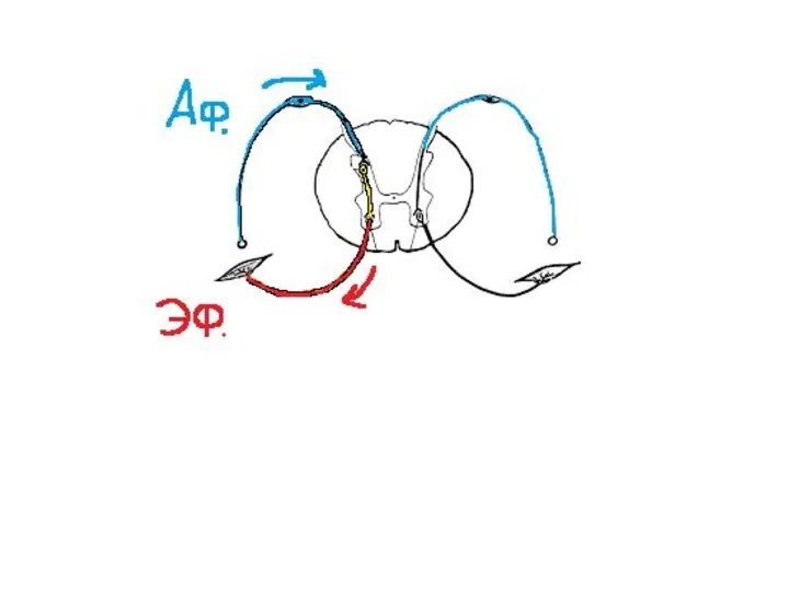 1.Афферентные(Центростремительные) 2. Эфферентные(центробежные) 3.Ассоциативные(вставочные)