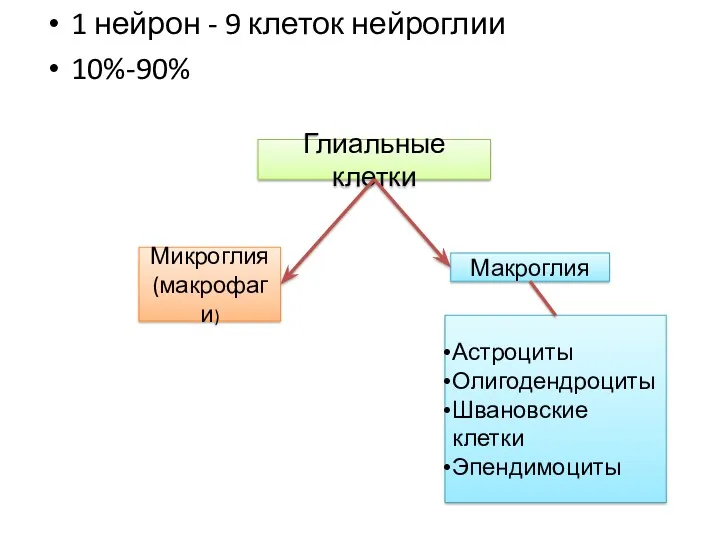 1 нейрон - 9 клеток нейроглии 10%-90% Глиальные клетки Микроглия