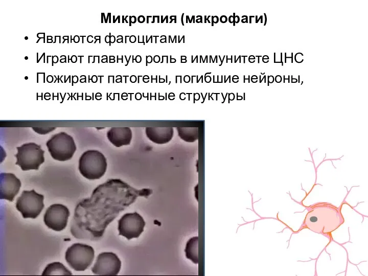 Микроглия (макрофаги) Являются фагоцитами Играют главную роль в иммунитете ЦНС