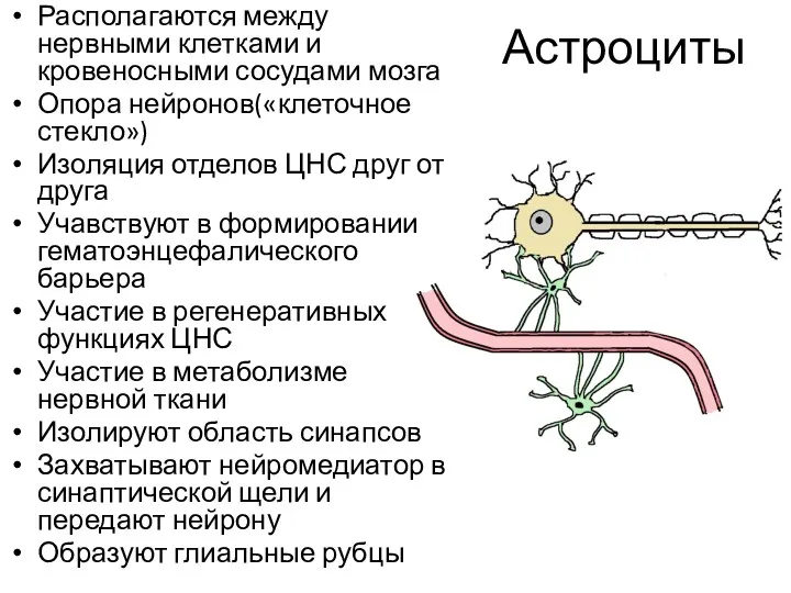 Астроциты Располагаются между нервными клетками и кровеносными сосудами мозга Опора