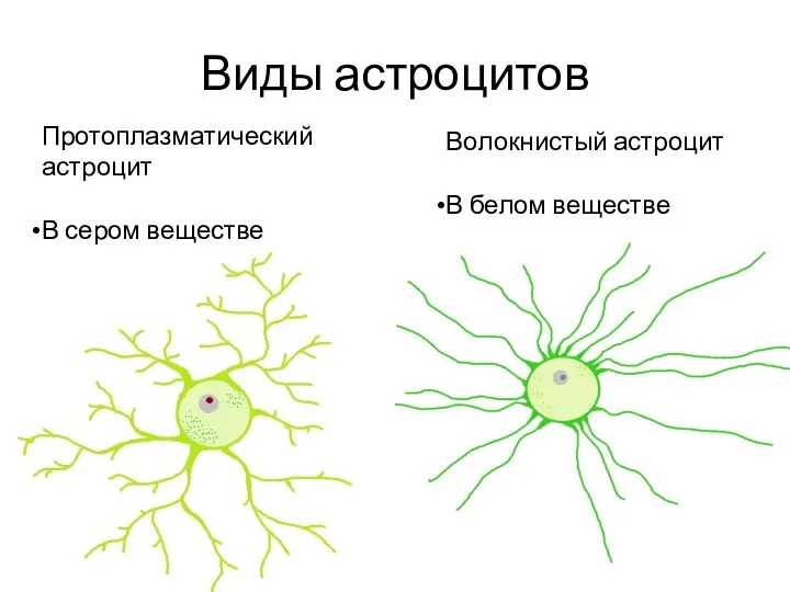 Виды астроцитов Протоплазматический астроцит В сером веществе Волокнистый астроцит В белом веществе