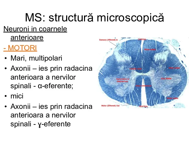MS: structură microscopică Neuroni in coarnele anterioare - MOTORI Mari, multipolari Axonii –