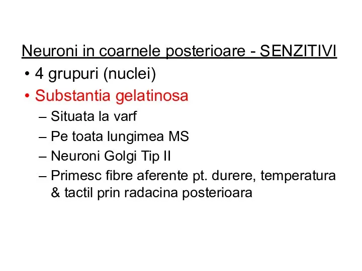 Neuroni in coarnele posterioare - SENZITIVI 4 grupuri (nuclei) Substantia gelatinosa Situata la