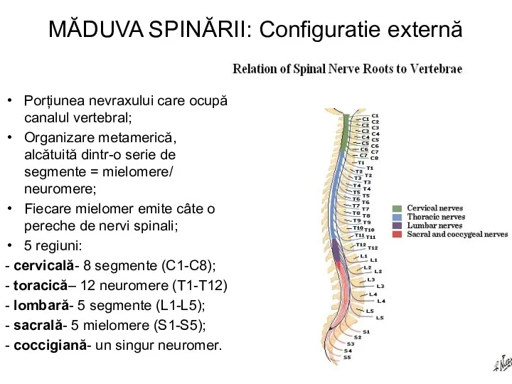 MĂDUVA SPINĂRII: Configuratie externă Porțiunea nevraxului care ocupă canalul vertebral; Organizare metamerică, alcătuită