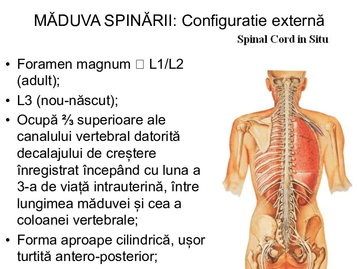 MĂDUVA SPINĂRII: Configuratie externă Foramen magnum ? L1/L2 (adult); L3 (nou-născut); Ocupă ⅔