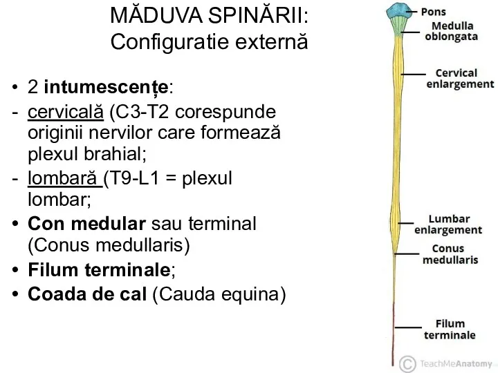 MĂDUVA SPINĂRII: Configuratie externă 2 intumescențe: cervicală (C3-T2 corespunde originii nervilor care formează