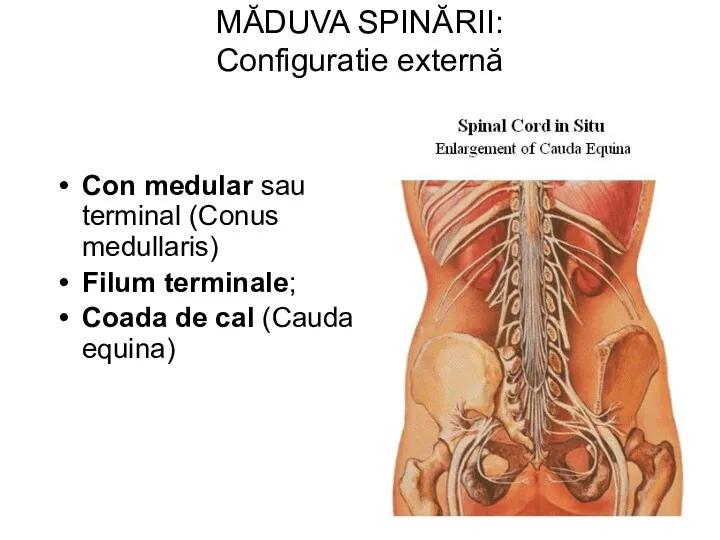 MĂDUVA SPINĂRII: Configuratie externă Con medular sau terminal (Conus medullaris) Filum terminale; Coada