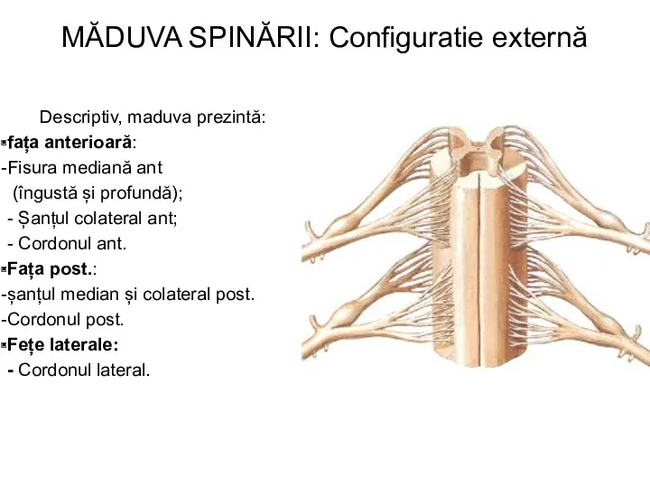 MĂDUVA SPINĂRII: Configuratie externă Descriptiv, maduva prezintă: fața anterioară: Fisura mediană ant (îngustă