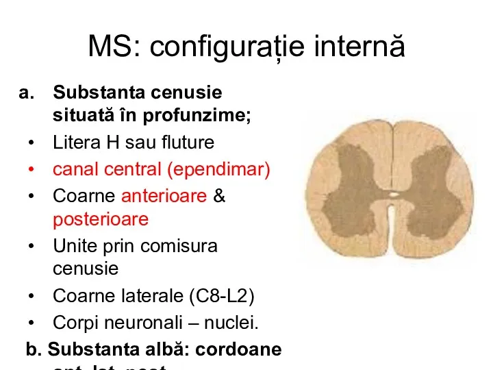 MS: configurație internă Substanta cenusie situată în profunzime; Litera H sau fluture canal
