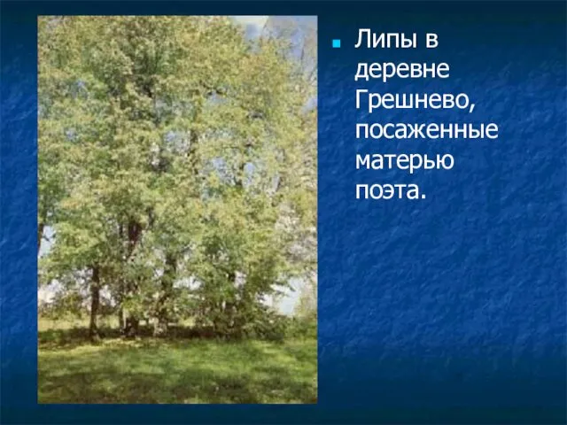 Липы в деревне Грешнево, посаженные матерью поэта.