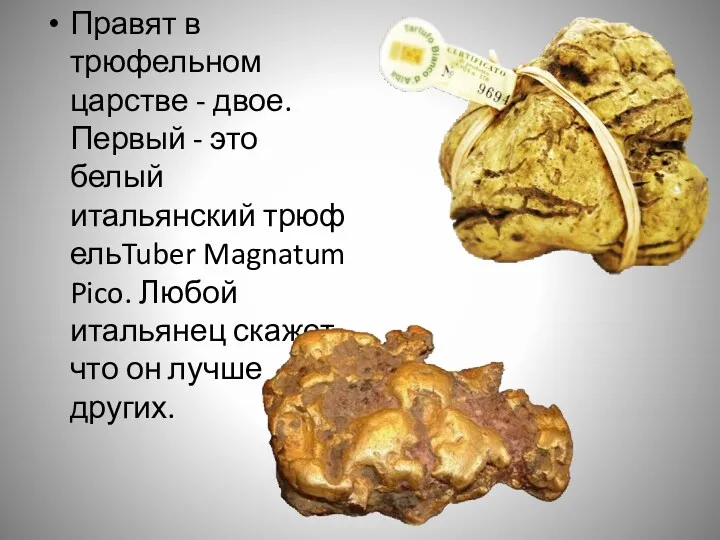 Правят в трюфельном царстве - двое. Первый - это белый