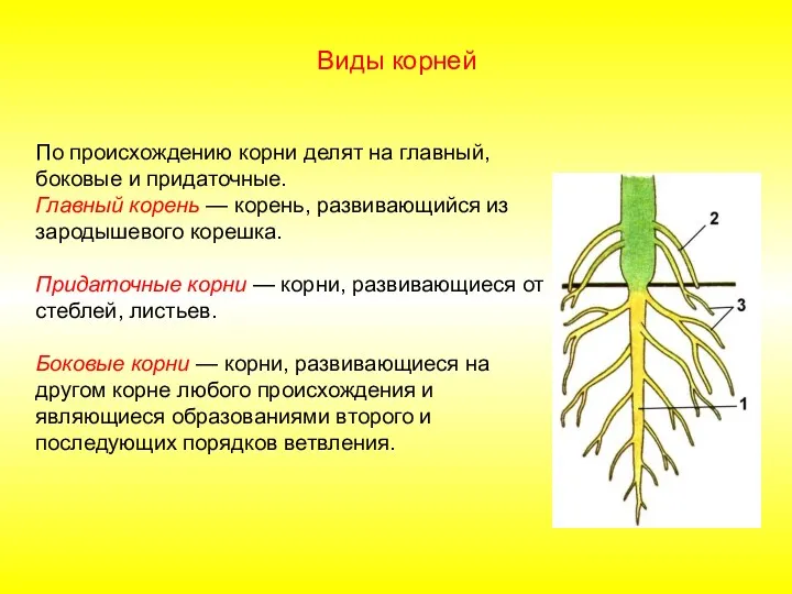 По происхождению корни делят на главный, боковые и придаточные. Главный