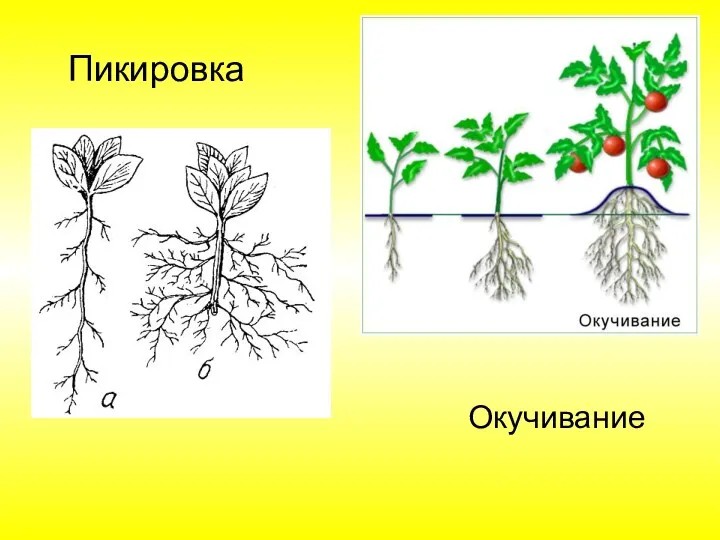 Пикировка Окучивание