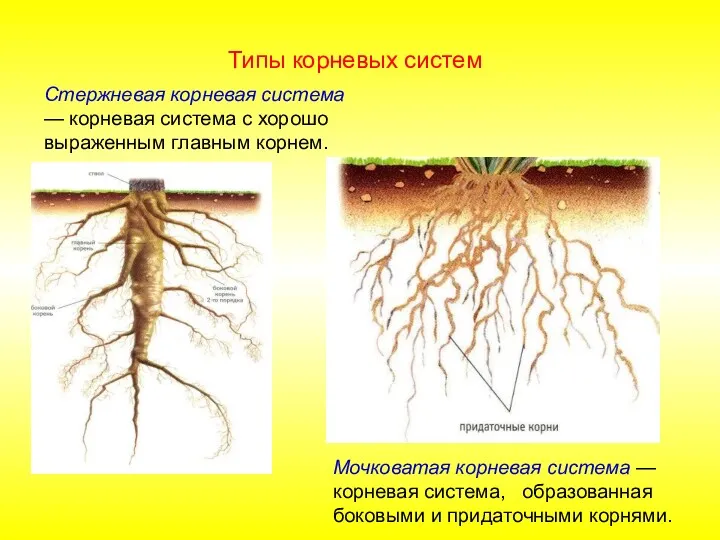 Стержневая корневая система — корневая система с хорошо выраженным главным