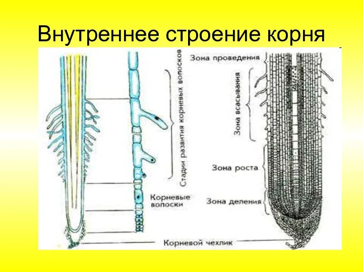 Внутреннее строение корня