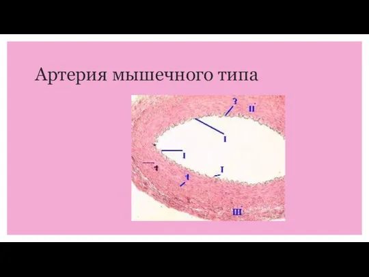 Артерия мышечного типа