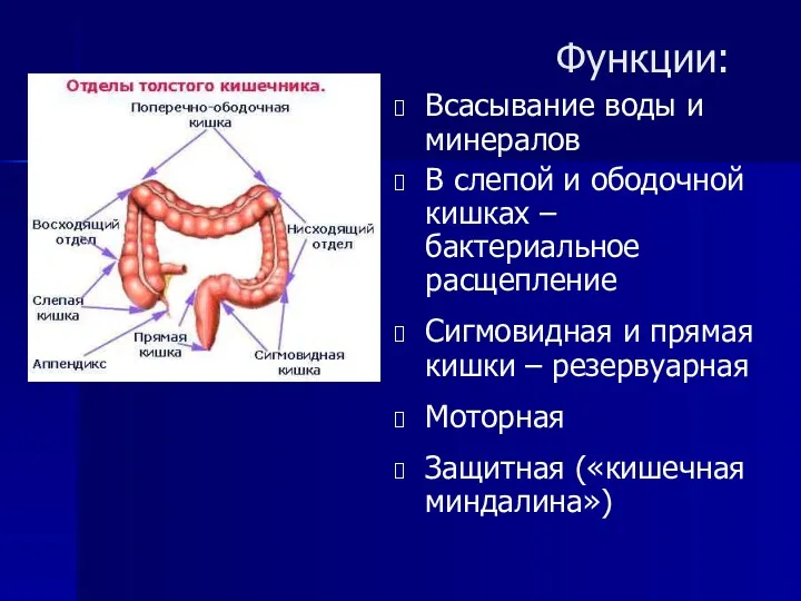 Функции: Всасывание воды и минералов В слепой и ободочной кишках