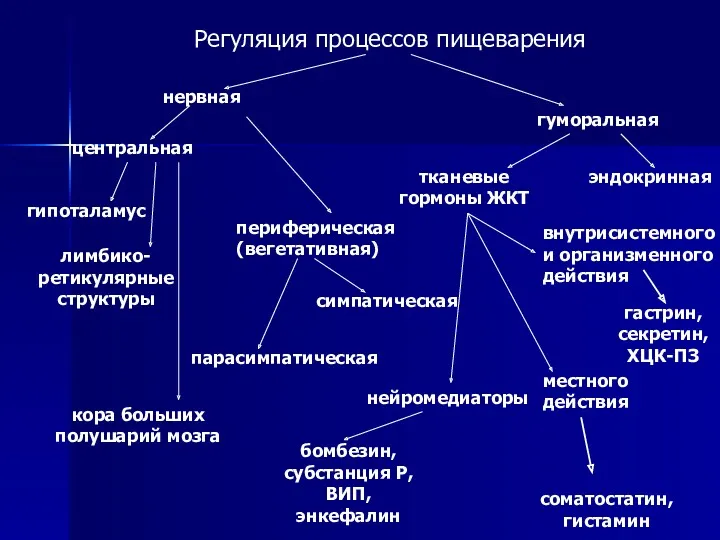 Регуляция процессов пищеварения нервная гуморальная центральная гипоталамус лимбико- ретикулярные структуры