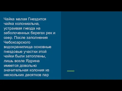 Чайка малая Гнездится чайка колониальна, устраивая гнезда на заболоченных берегах