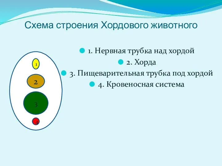 Схема строения Хордового животного 1. Нервная трубка над хордой 2.