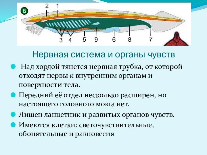 Нервная система и органы чувств Над хордой тянется нервная трубка,