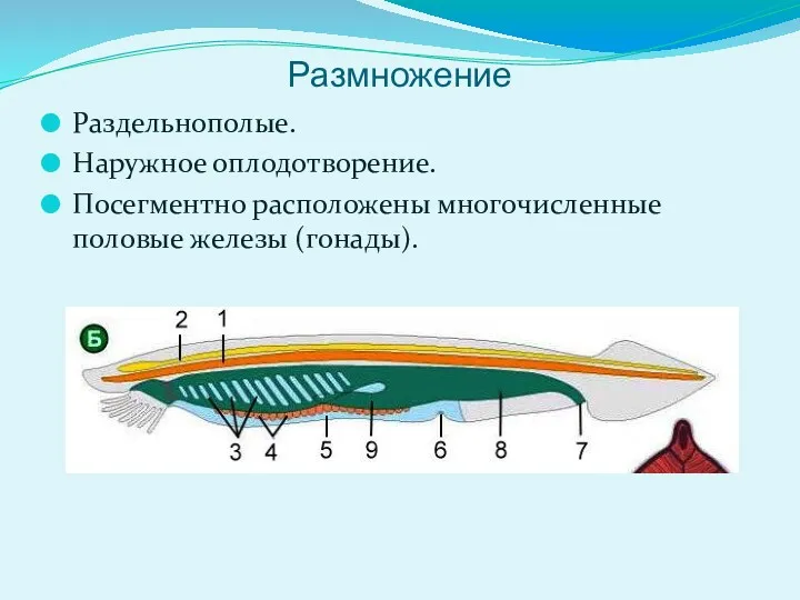 Размножение Раздельнополые. Наружное оплодотворение. Посегментно расположены многочисленные половые железы (гонады).