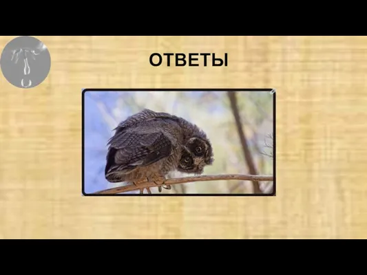 ОТВЕТЫ