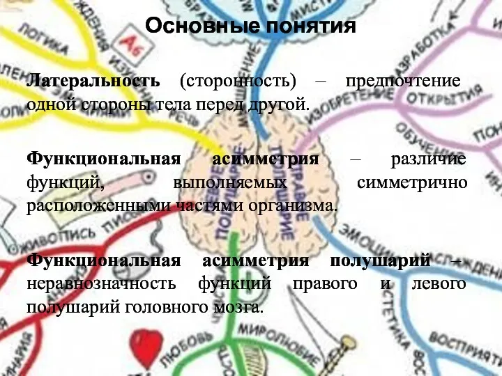 Основные понятия Латеральность (сторонность) – предпочтение одной стороны тела перед