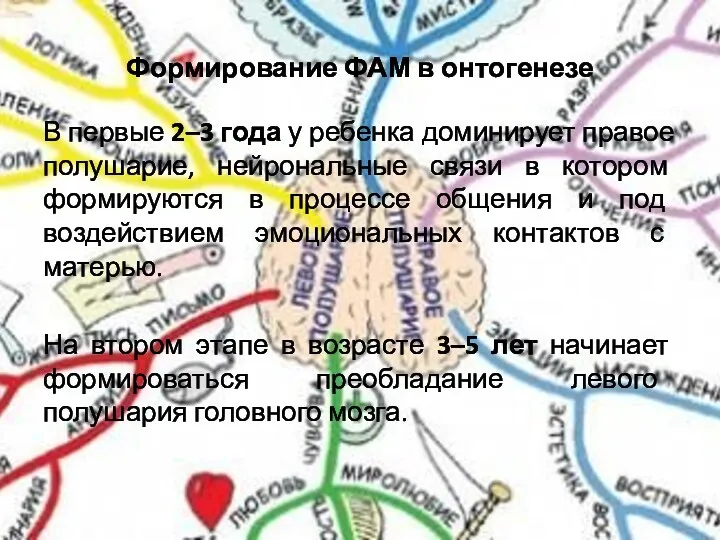 Формирование ФАМ в онтогенезе В первые 2–3 года у ребенка