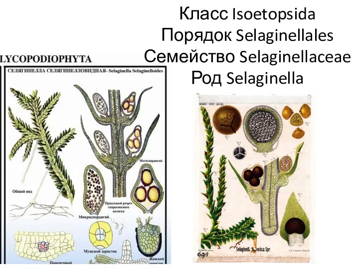 Класс Isoetopsida Порядок Selaginellales Семейство Selaginellaceae Род Selaginella
