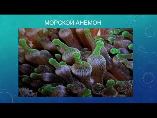 МОРСКОЙ АНЕМОН