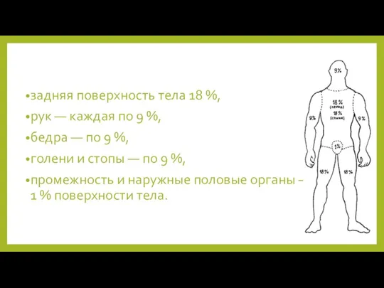 задняя поверхность тела 18 %, рук — каждая по 9